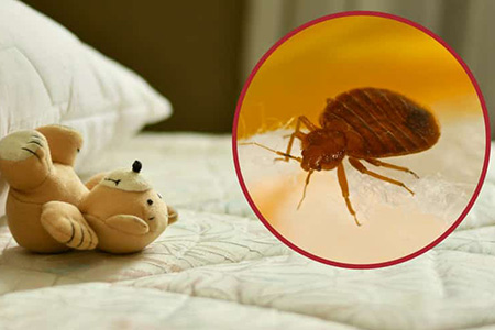 Bedbugs Treatment