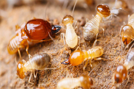 Termite Treatment Services