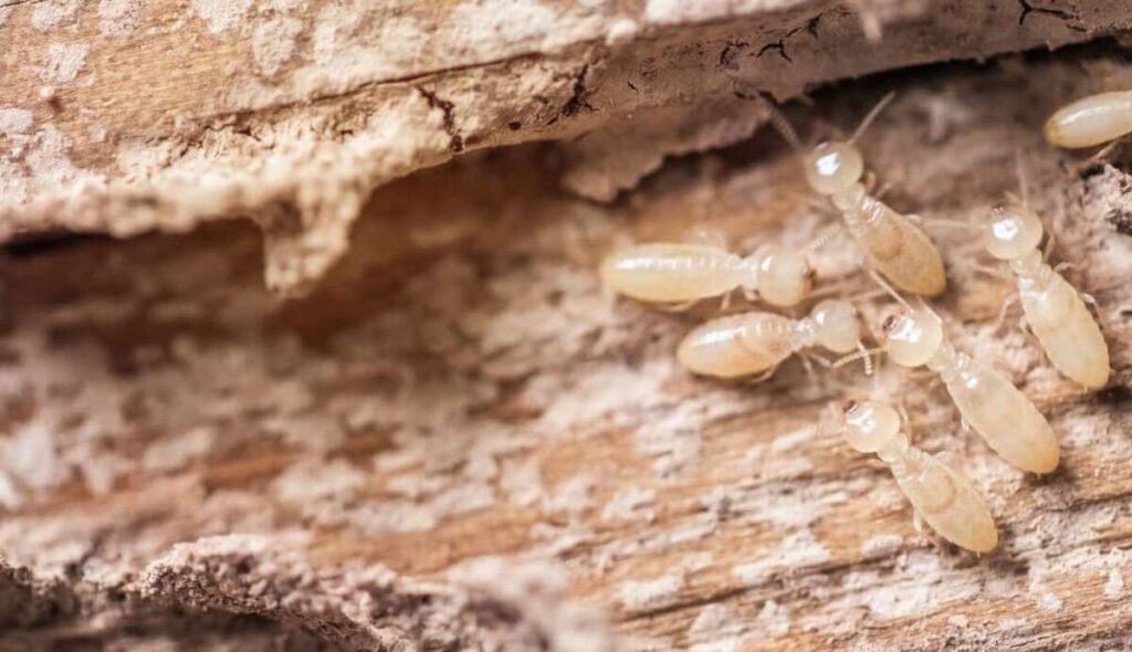 How to prevent and treat termites for new construction?