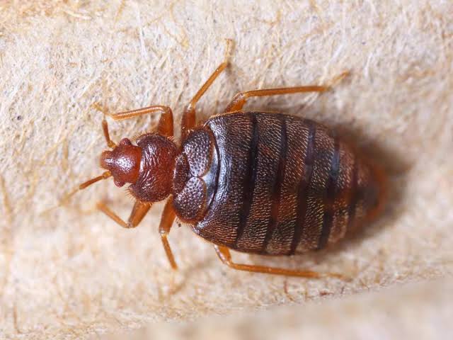 bed bugs treatment in delhi