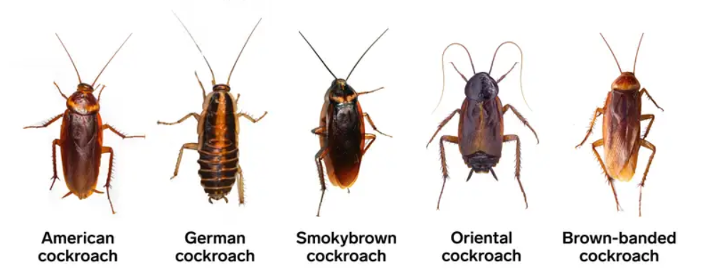 How To Get Rid Of Cockroaches In Your Home