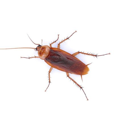 american-cockroach